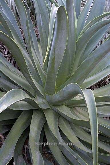 agave vilmoriniana 2 graphic